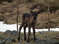 day 8 breakfast at nordkap 0028